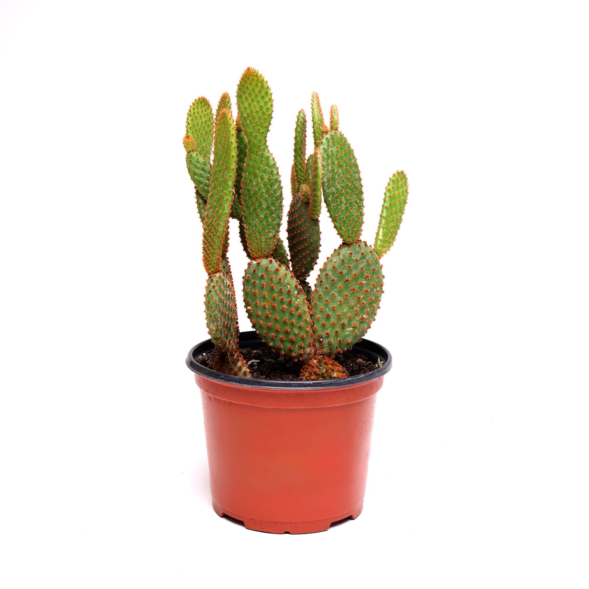 A Mickey Mouse Cactus 6 Inches in a terracotta pot by Chive Studio isolated on a white background.