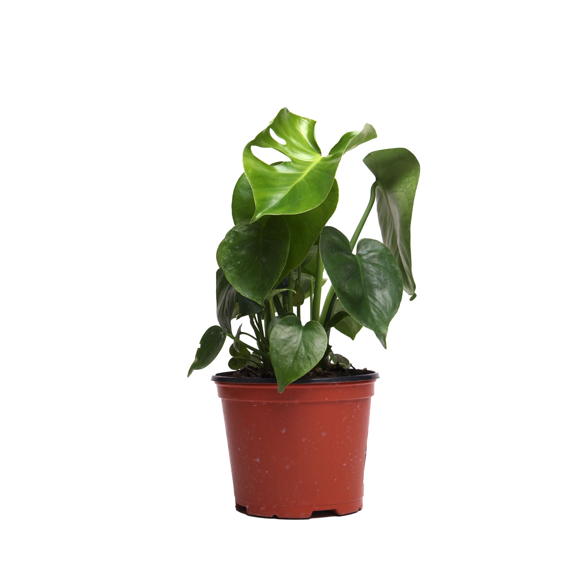 A small, vibrant green Monstera Deliciosa 6 Inch Pot from Chive Studio 2024 with characteristic split leaves is potted in a simple, reddish-brown plastic container. Perfect for indoor gardening enthusiasts, the healthy and lush houseplant stands against a plain white background.