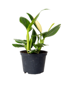 The Monstera Cobra 6 Inch - Potted features broad, glossy green leaves and a single white flower bud, bringing tropical beauty to any space. Shown against a plain white background.