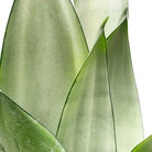 Snake Plant Moonshine in Dojo Pot - Chive Plant Studio - Potted Plants - Chive Studio 2024