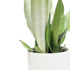 Snake Plant Moonshine in Dojo Pot - Chive Plant Studio - Potted Plants - Chive Studio 2024