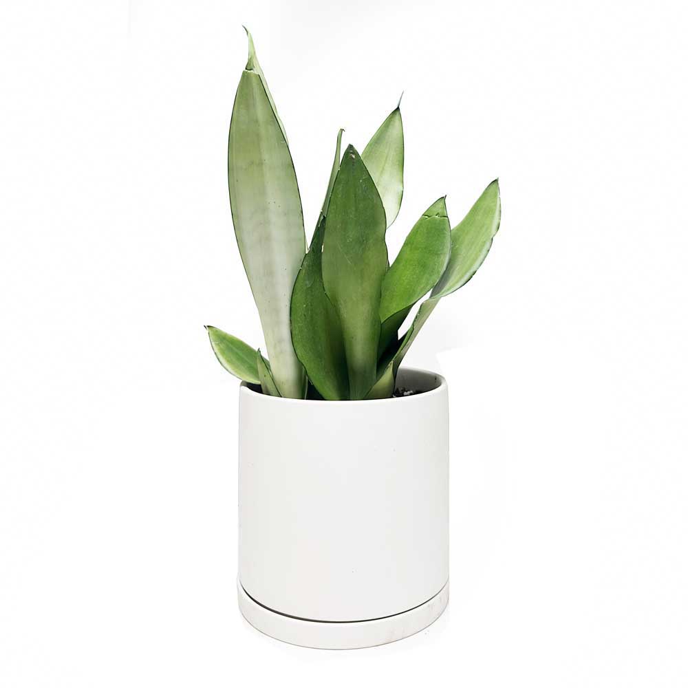 Snake Plant Moonshine in Dojo Pot - Chive Plant Studio - Potted Plants - Chive Studio 2024