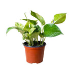 Pothos Marble Queen 6 Inch Pot - Chive Plant Studio - Plants - Chive Studio 2024