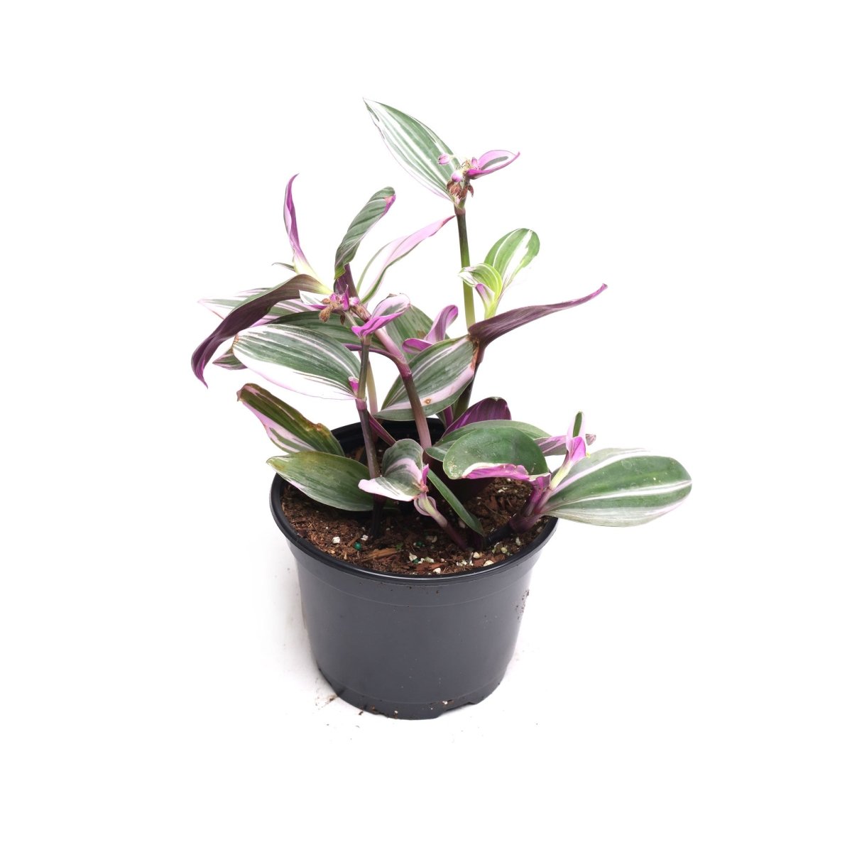 Tradescantia Nanouk 6 Inches - Chive Plant Studio - Plants - Chive Studio Canada