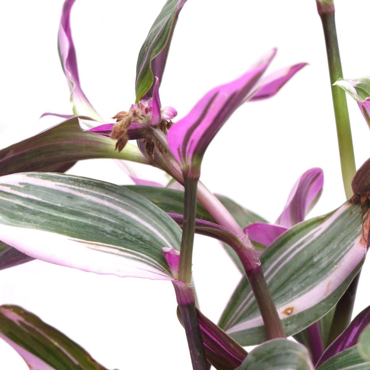 Tradescantia Nanouk 6 Inches - Chive Plant Studio - Plants - Chive Studio Canada