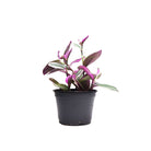 Tradescantia Nanouk 6 Inches - Chive Plant Studio - Plants - Chive Studio Canada