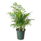 Bella Palm 6 Inch Pot - Chive Plant Studio - Plants - Chive Studio 2024