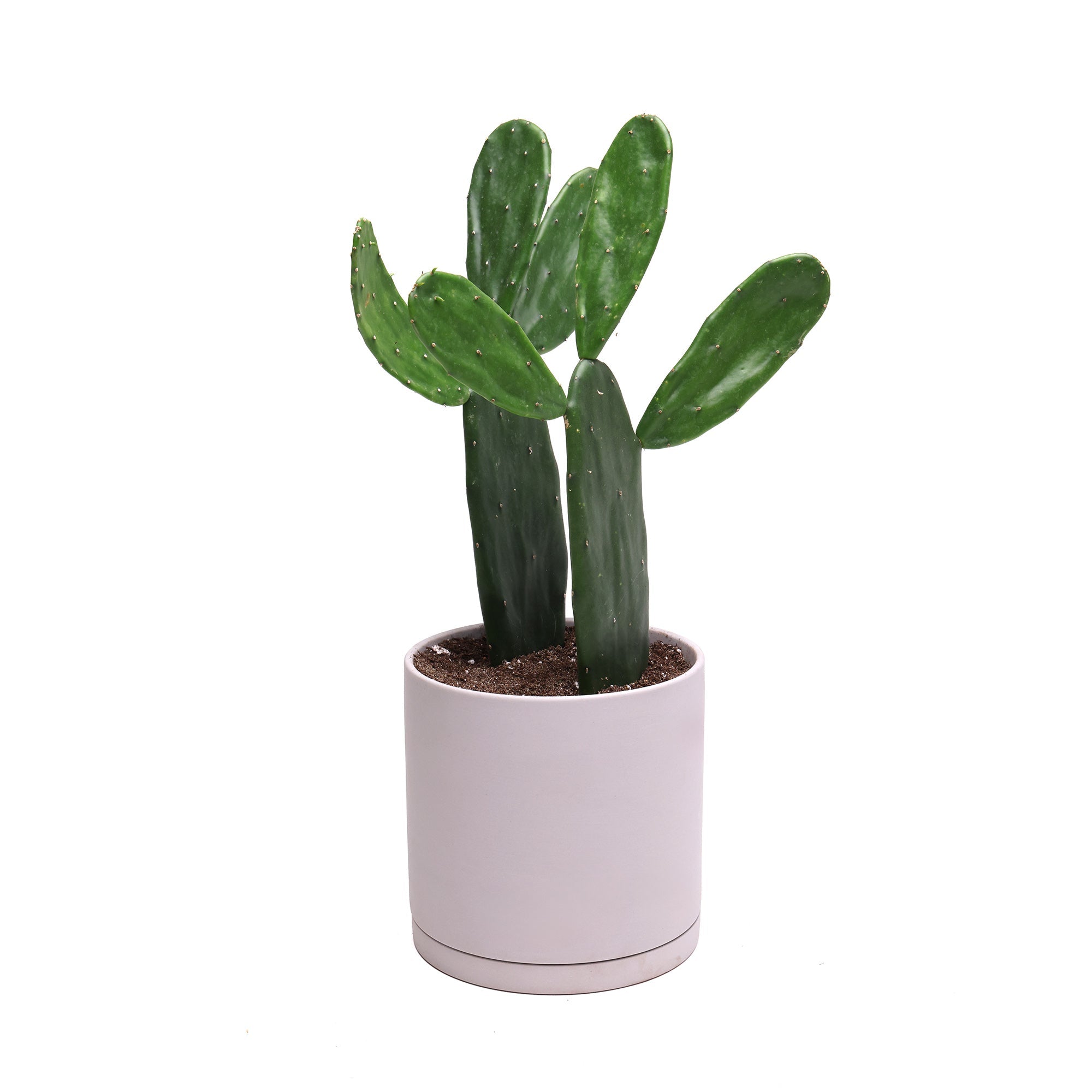 A low-maintenance Potted Opuntia 6” in Dojo with several green, paddle-like segments growing from a small white pot against a clean white background.