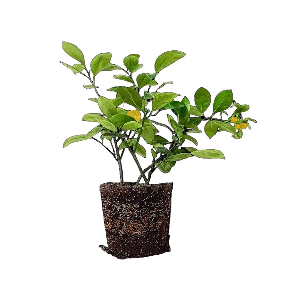 Calamondin Orange Tree 6 Inch Pot - Chive Plant Studio - Plants - Chive Studio 2024