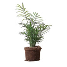 Palm Parlour 6 Inch Pot - Chive Plant Studio - Plants - Chive Studio 2024