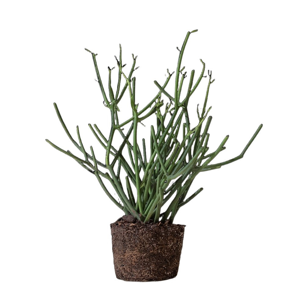 Pencil Cactus 6 Inch Pot - Chive Plant Studio - Plants - Chive Studio 2024