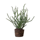 Pencil Cactus 6 Inch Pot - Chive Plant Studio - Plants - Chive Studio 2024