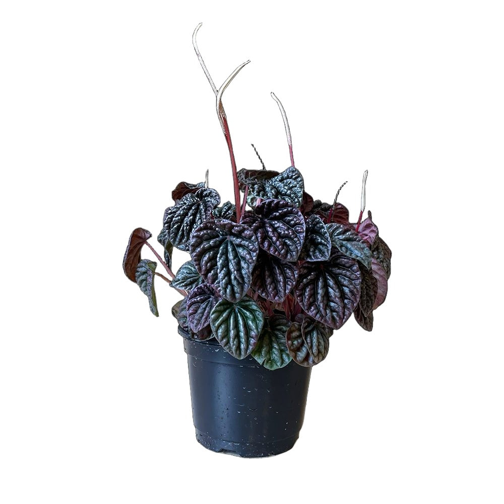 Peperomia Red Luna 6 Inch Pot - Chive Plant Studio - Plants - Chive Studio 2024