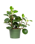 The Peperomia Large Leaf Green 6 Inch - Potted features thick, glossy leaves and reddish stems in a green plastic pot, displayed against a white background.