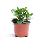 Peperomia Obtusifolia Variegated 6 Inch Pot - Chive Plant Studio - Plants - Chive Studio 2024