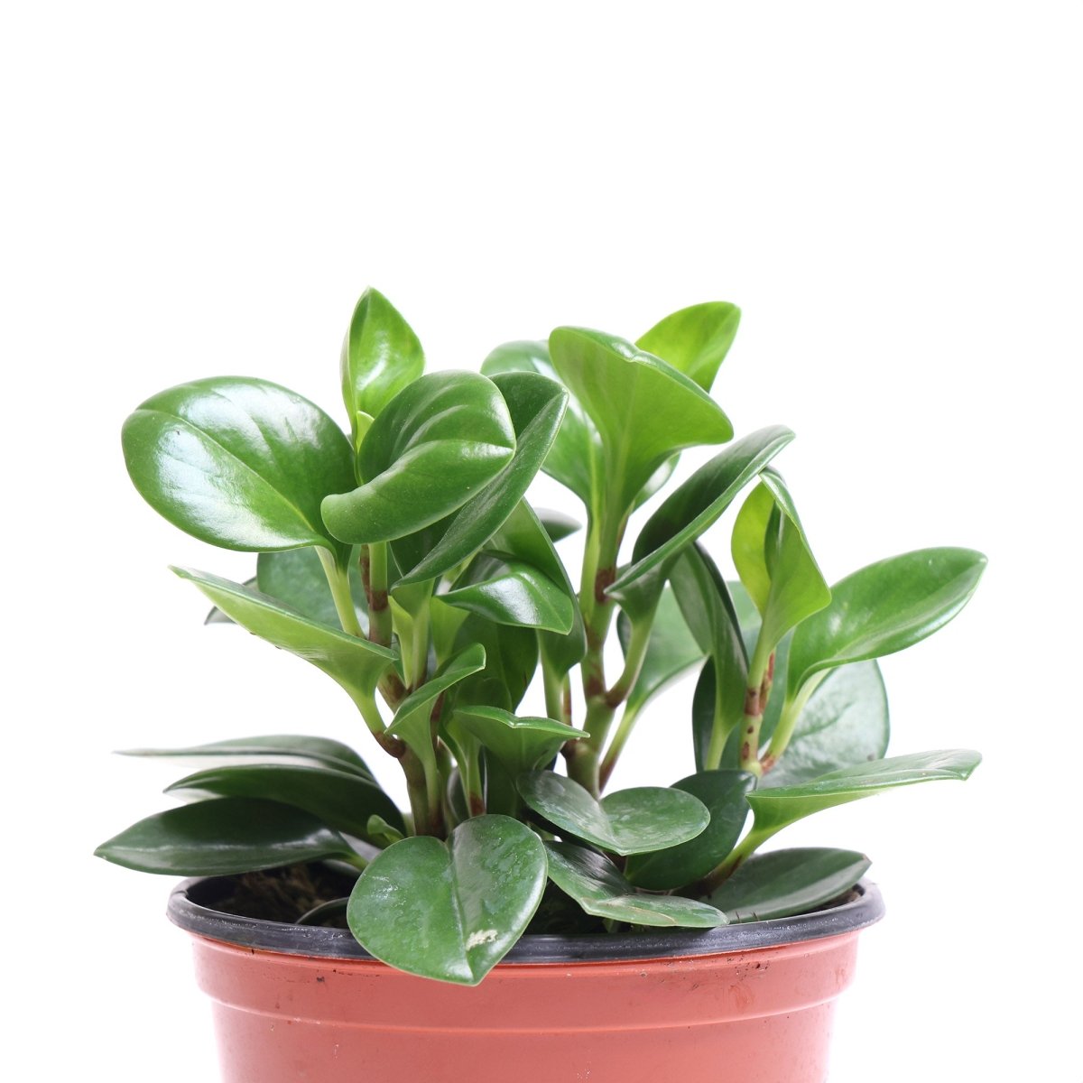 Peperomia Obtusifolia Variegated 6 Inch Pot - Chive Plant Studio - Plants - Chive Studio 2024