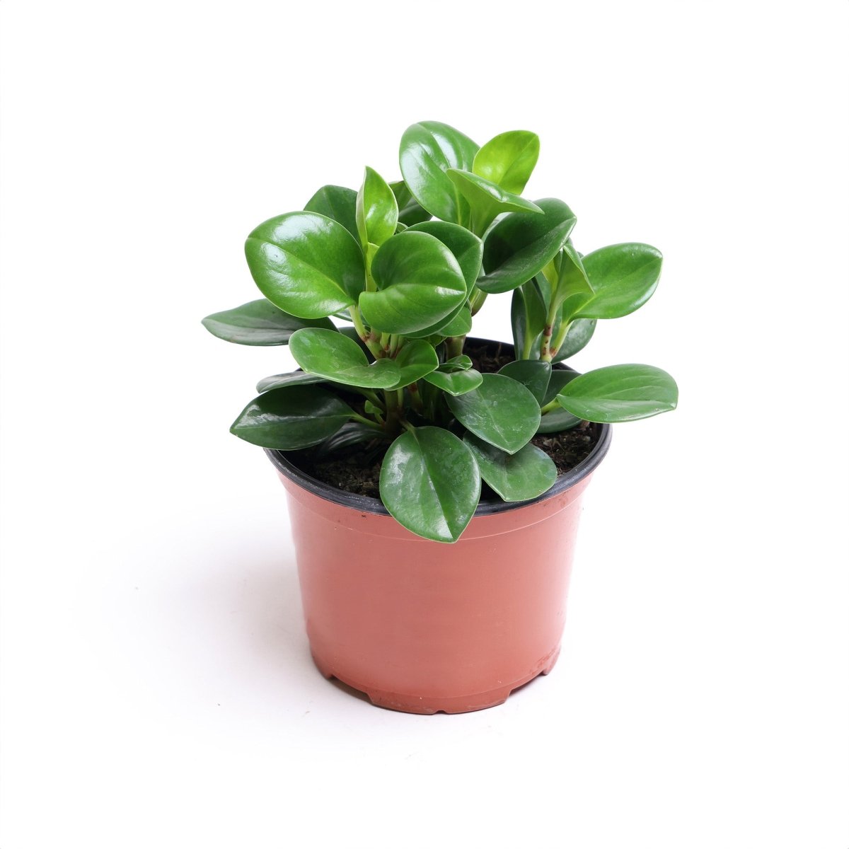 Peperomia Obtusifolia Variegated 6 Inch Pot - Chive Plant Studio - Plants - Chive Studio 2024