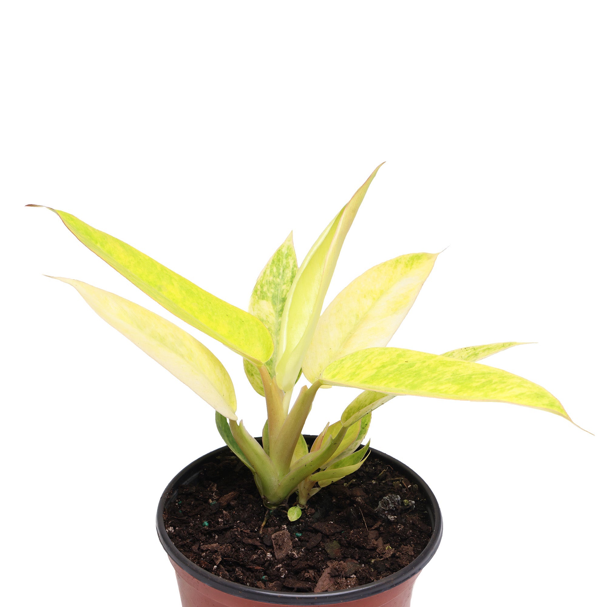 A small Philodendron Calkin Gold 6 Inches plant with slender, yellow and green leaves growing in a brown plastic pot, isolated on a white background by Chive Studio.