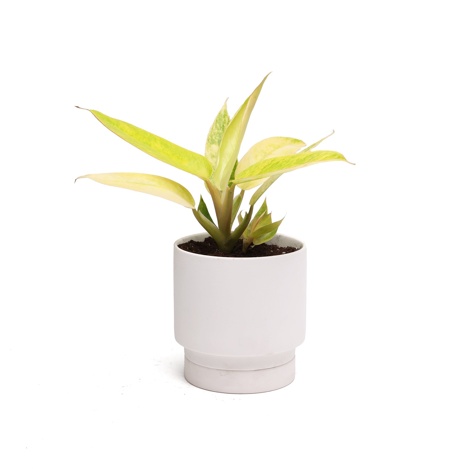 A small Potted Philodendron Calkin Gold 6” plant in a Casey pot against a white background. The pot is cylindrical and slightly elevated at the base.