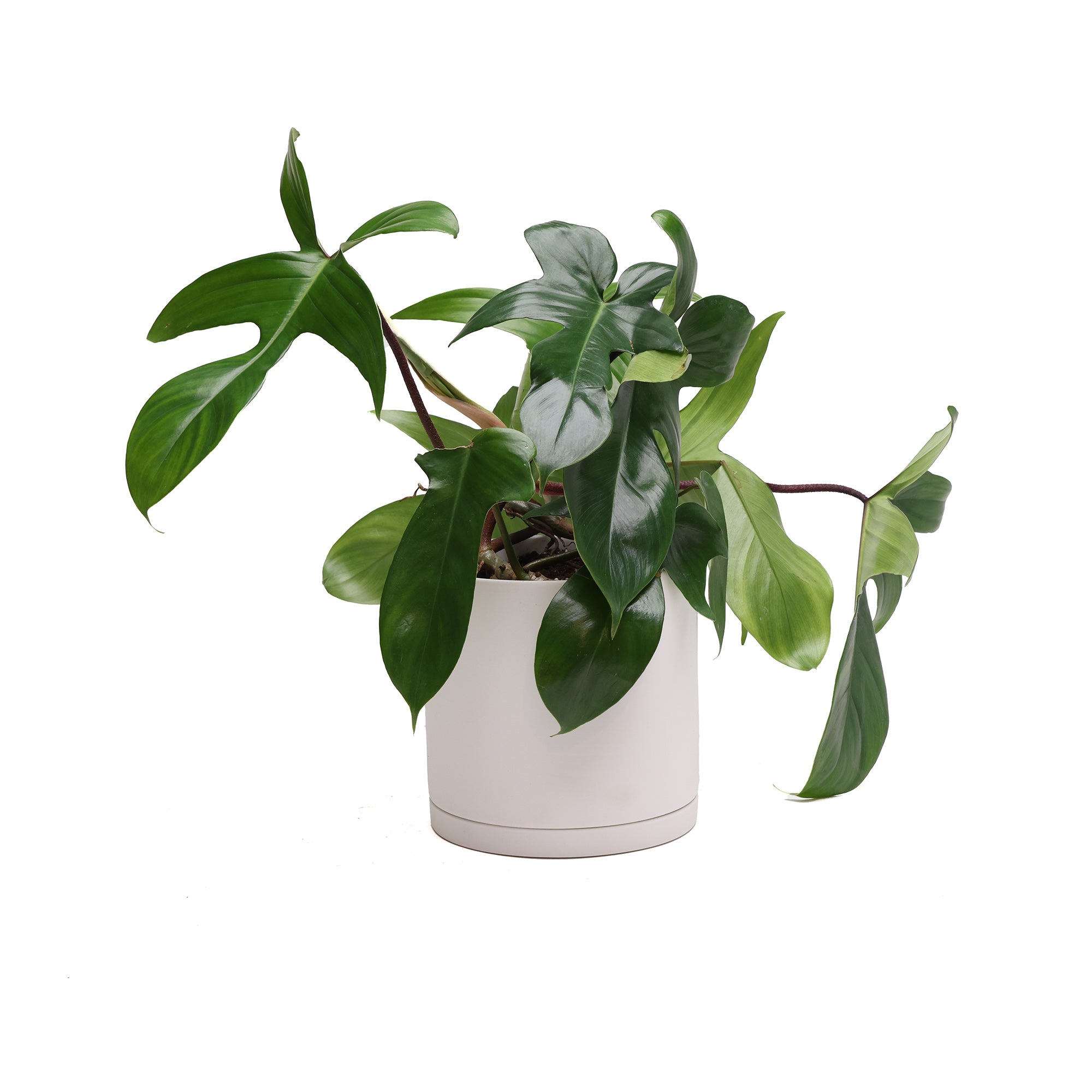 A lush Potted Philodendron Florida Green 6" from Chive Studio with vibrant green leaves, some split and some heart-shaped, potted in a plain white cylindrical container against a white background.