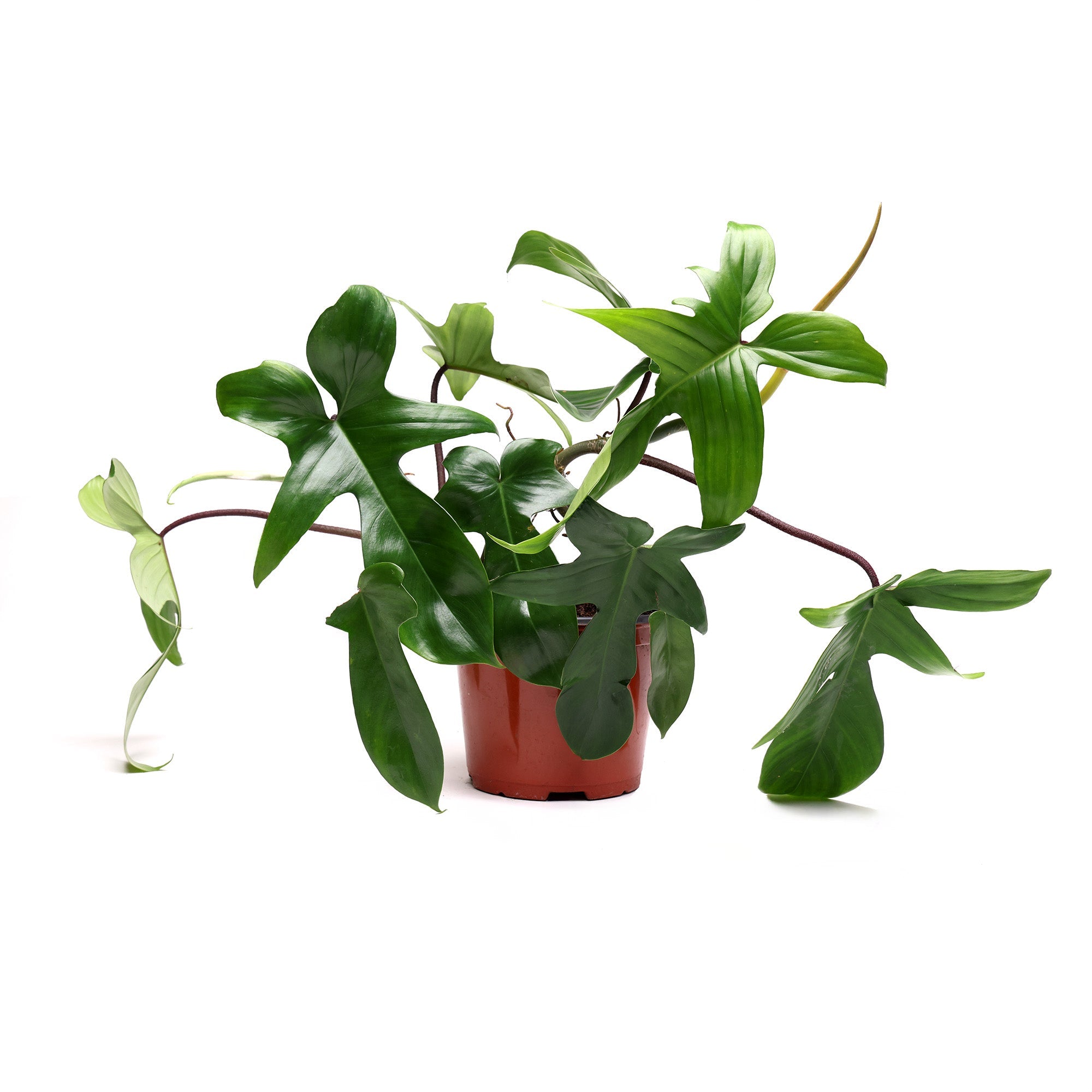 A vibrant green Philodendron Florida Green 6 Inches plant with broad leaves in a simple Chive Studio terracotta pot, isolated on a white background. The plant's vines are elegantly trailing over the pot's edges.
