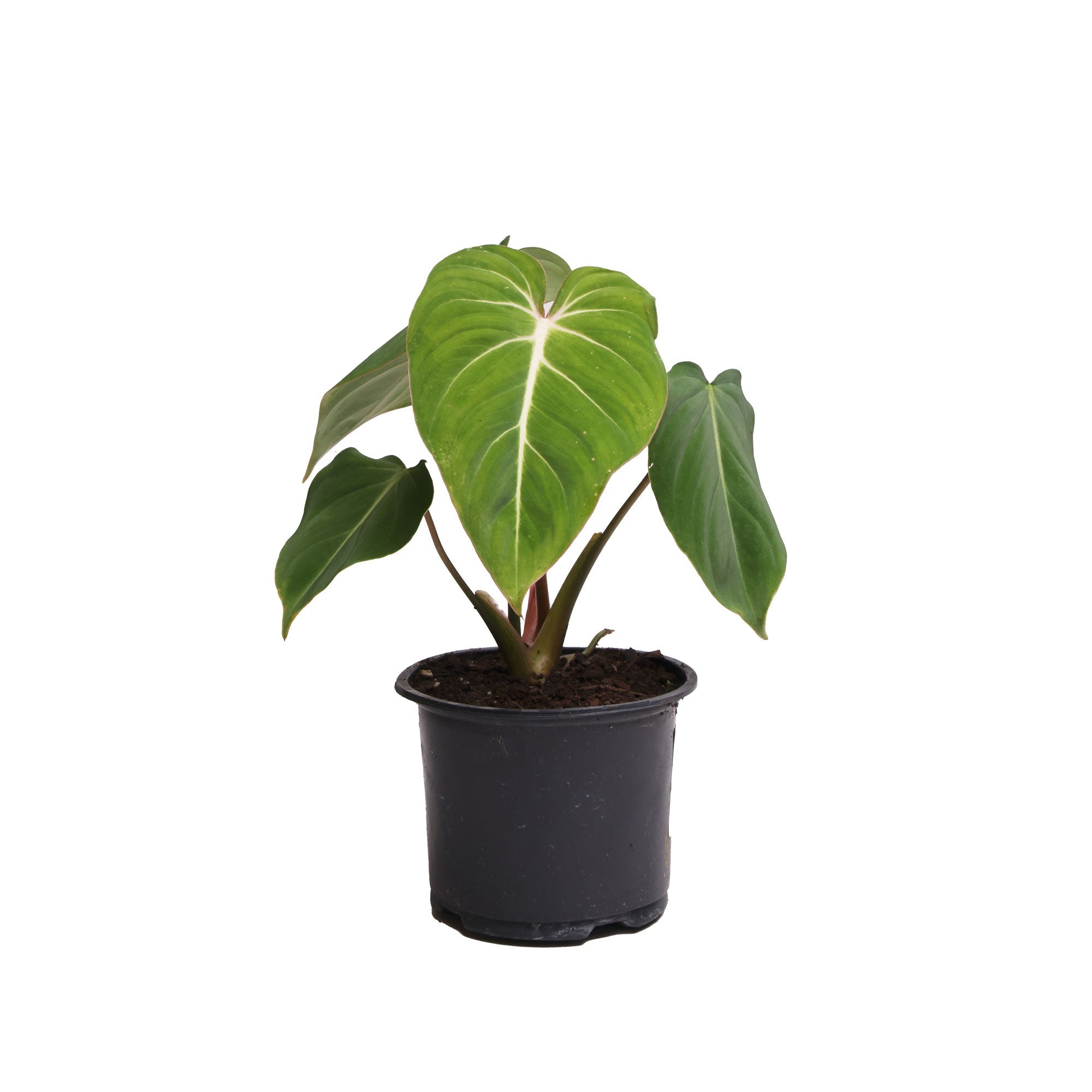 A small potted Philodendron Gloriosum 6 Inches by Chive Studio Canada with several heart-shaped, vibrant green leaves, showcased in a simple black plastic pot against a plain white background.