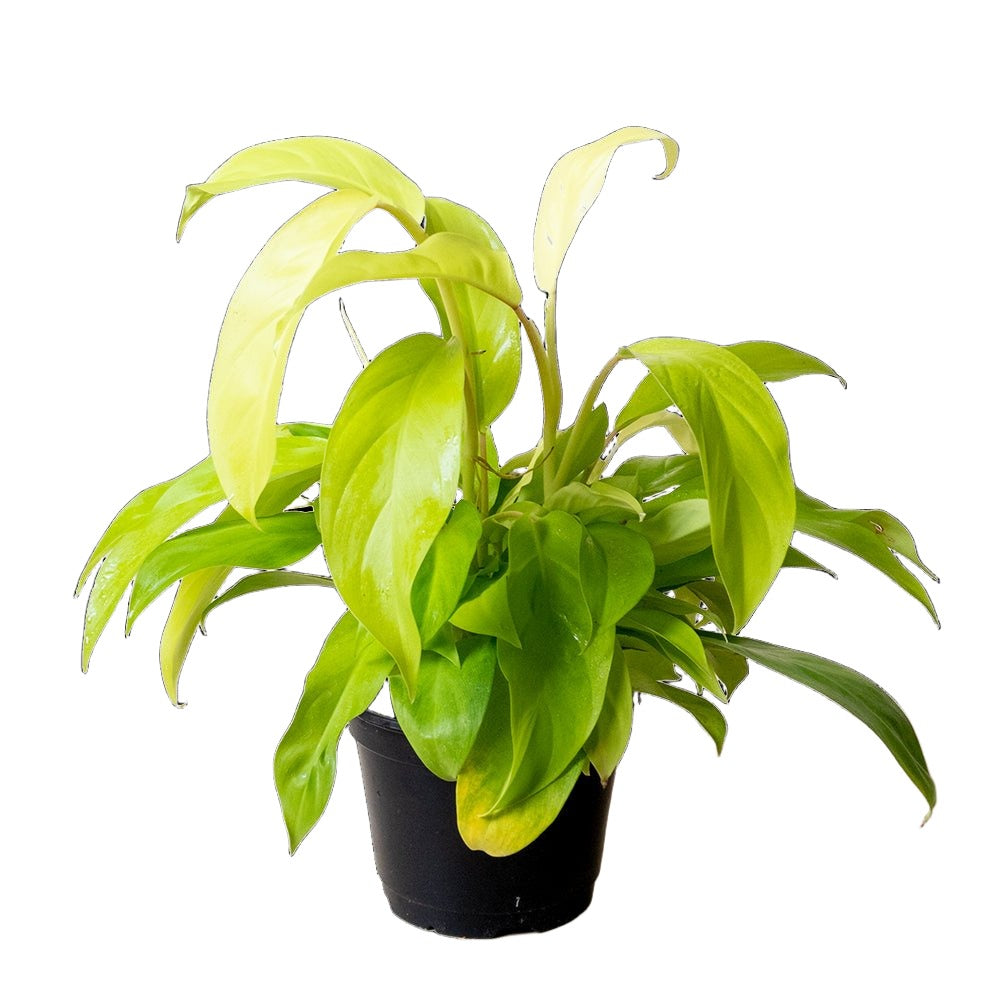 Philodendron Lemon Lime 6 Inch Pot - Chive Plant Studio - Plants - Chive Studio 2024