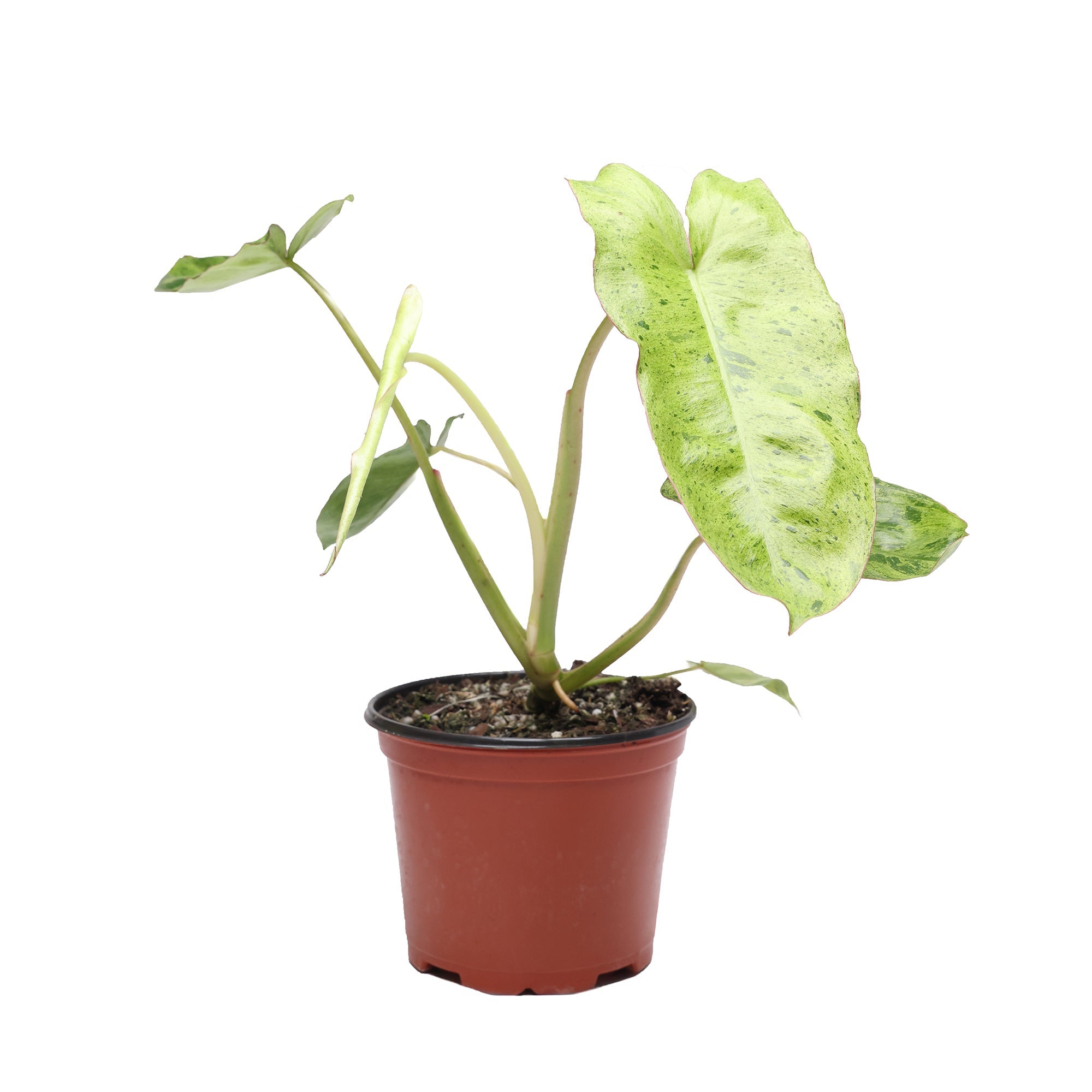 A small Philodendron Paraiso Verde 6 Inches plant from Chive Studio, with a tall green stem and two large, light green leaves, set against a white background.