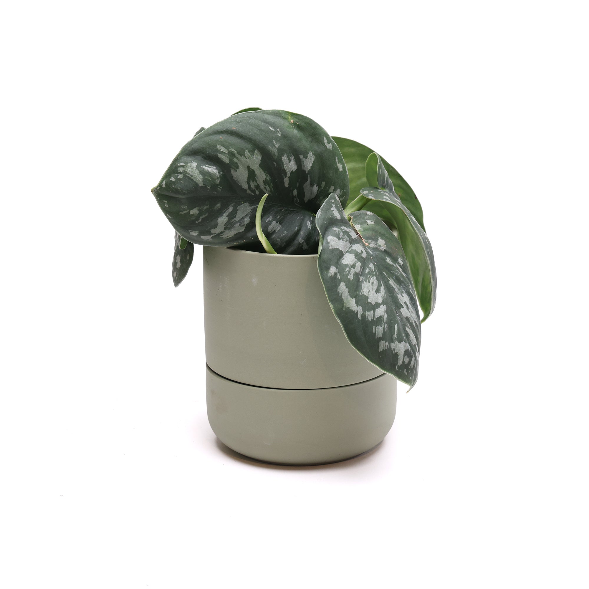 A Potted Philodendron Scindapsis 6” plant, an easy-care indoor plant, with variegated silver and green leaves in a simple light green self-watering pot against a white background by Chive Studio.