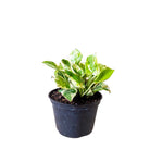 Pothos Pearls And Jade 6 Inch Pot - Chive Plant Studio - Plants - Chive Studio 2024