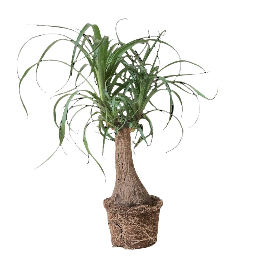 Ponytail Palm 6 Inch Pot - Chive Plant Studio - Plants - Chive Studio 2024