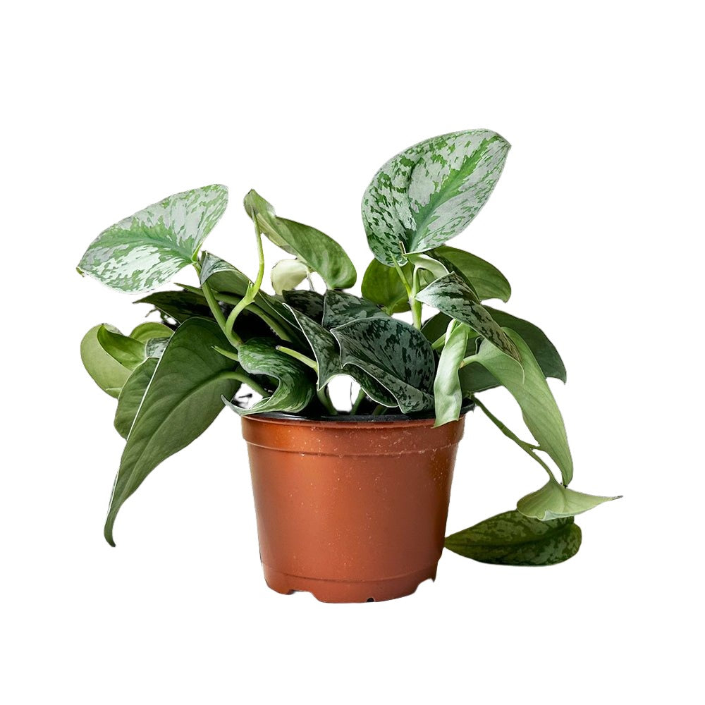 Pothos Silver Satin 6 Inch Pot - Chive Plant Studio - Plants - Chive Studio 2024