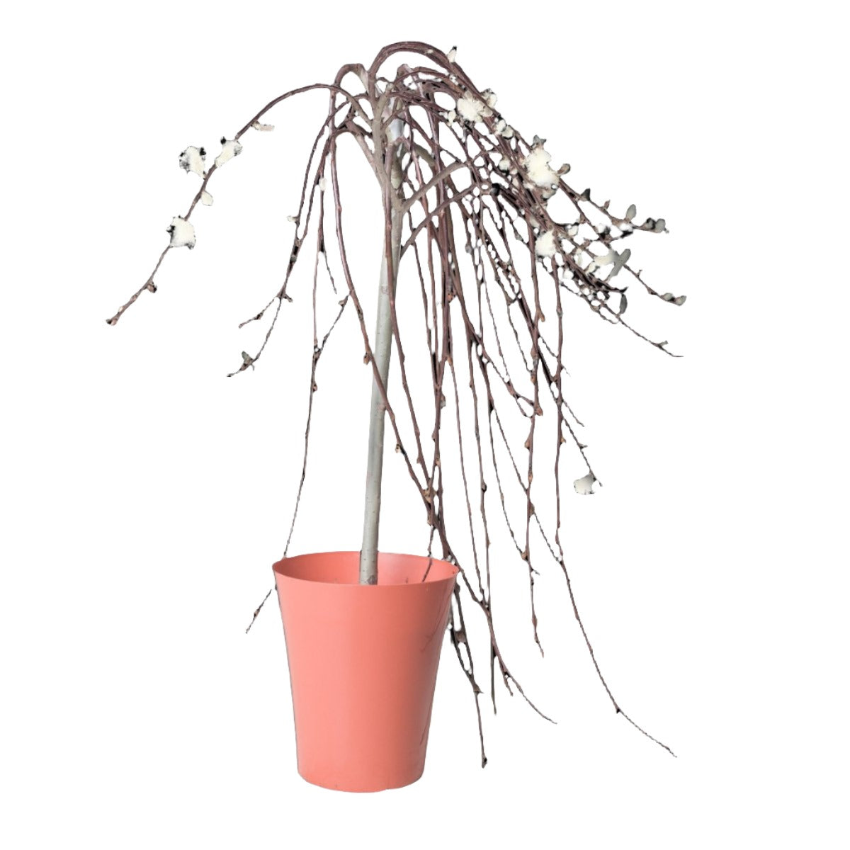 Pussy Willow 6 Inch Pot - Chive Plant Studio - Plants - Chive Studio 2024