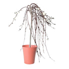 Pussy Willow 6 Inch Pot - Chive Plant Studio - Plants - Chive Studio 2024