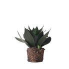 Snake Plant Black Dragon 6 Inch Pot - Chive Plant Studio - Plants - Chive Studio 2024