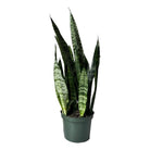 Snake Plant Black Coral 6 Inch Pot - Chive Plant Studio - Plants - Chive Studio 2024