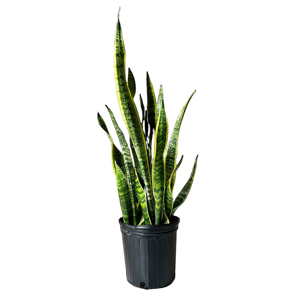 Snake Plant Laurentii 6 Inch Pot - Chive Plant Studio - Plants - Chive Studio 2024