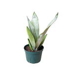 Snake Plant Moonshine 6 Inch Pot - Chive Plant Studio - Plants - Chive Studio 2024