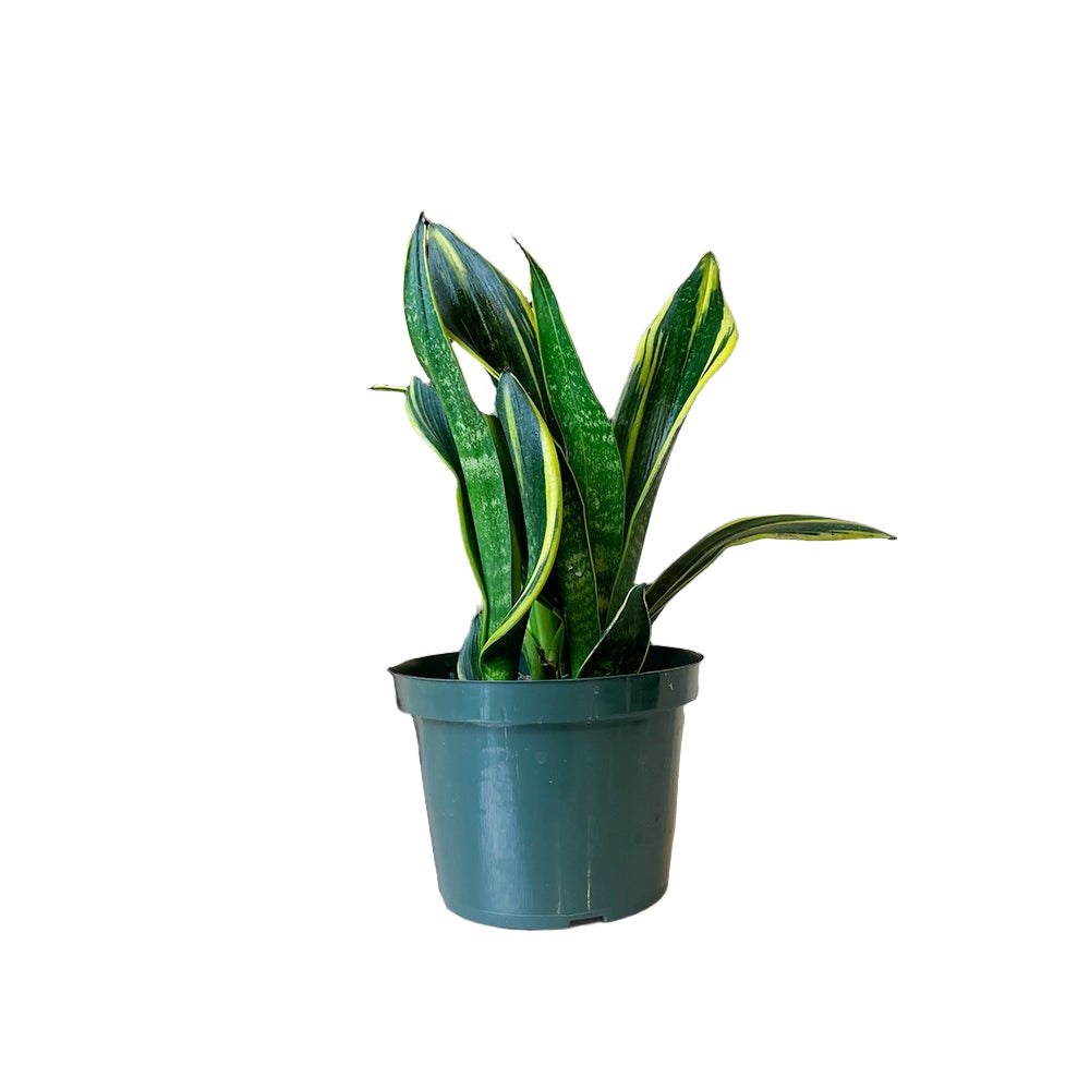 Snake Plant La Rubia 6 Inch Pot - Chive Plant Studio - Plants - Chive Studio 2024