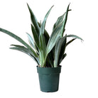 Snake Plant Sayuri 6 Inch Pot - Chive Plant Studio - Plants - Chive Studio 2024