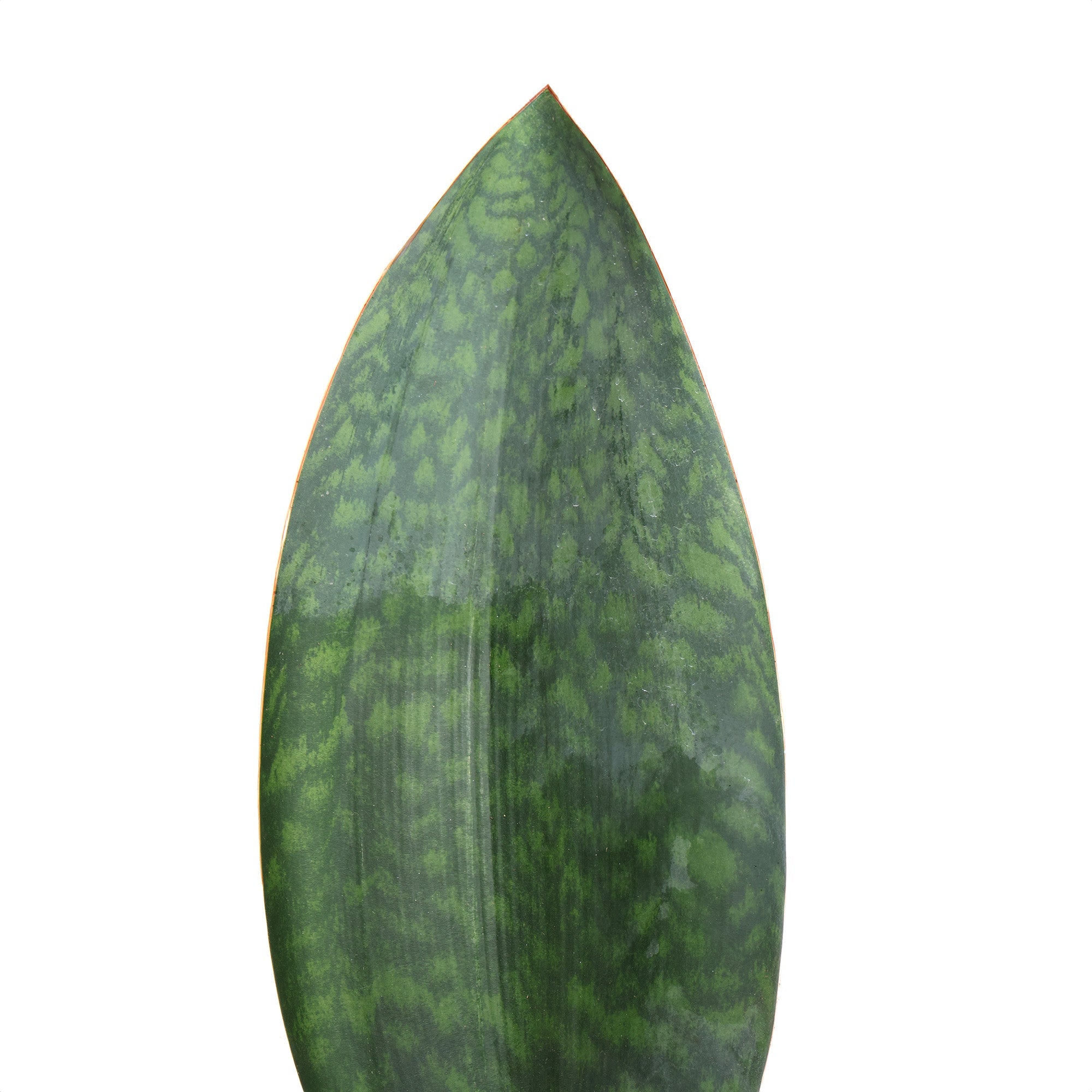 A single Snake Plant Victoria 6 Inches from Chive Studio with a long, upright leaf, growing in a black pot against a white background.