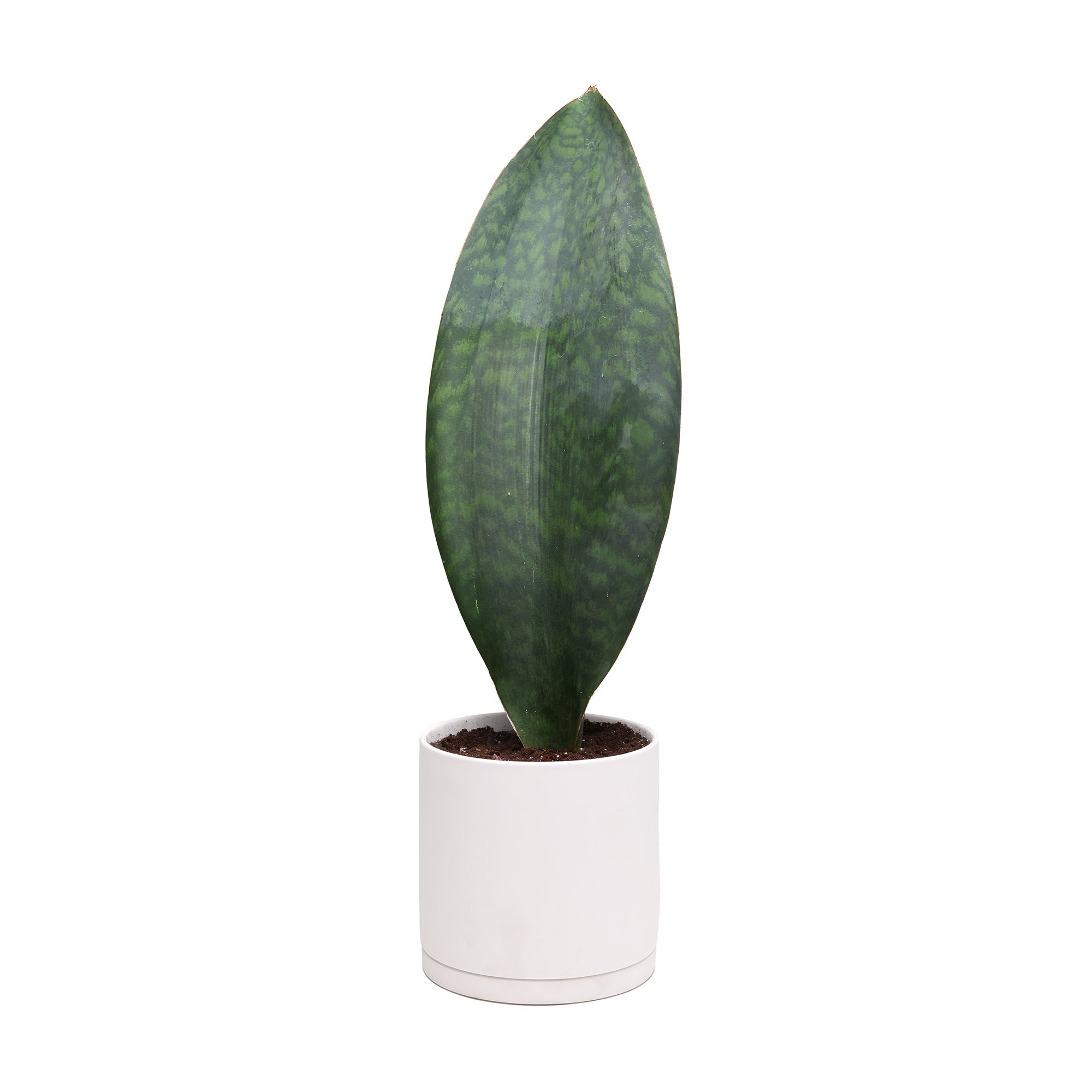 A single, upright, low maintenance Chive Studio Potted Snake Plant Victoria 6” leaf with distinct green patterning, positioned in a minimalist white pot against a plain white background.