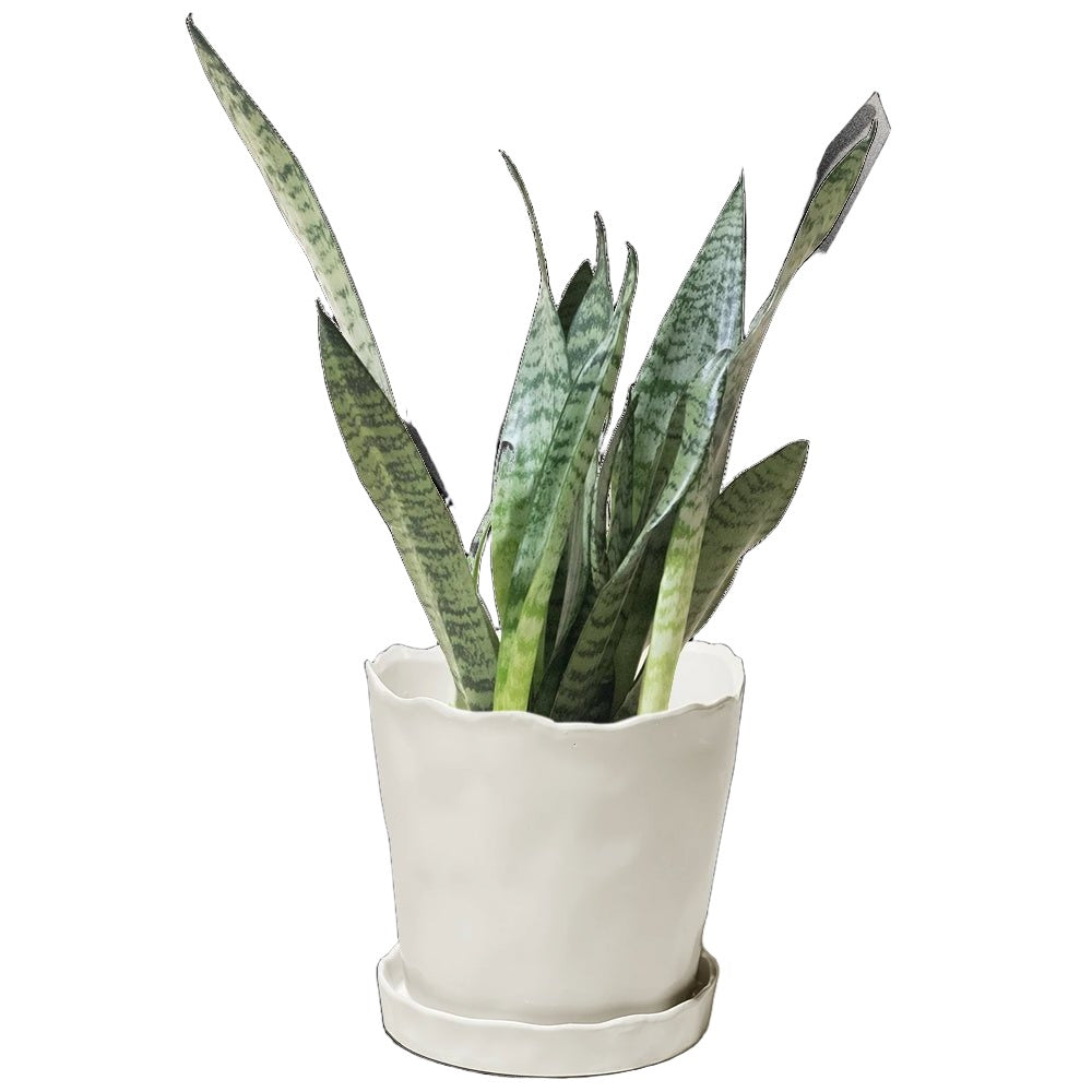 Snake Plant Zeylanica 6 Inch Pot - Chive Plant Studio - Plants - Chive Studio 2024