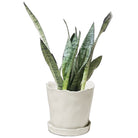 Snake Plant Zeylanica 6 Inch Pot - Chive Plant Studio - Plants - Chive Studio 2024