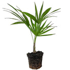 Florida Thatch Palm 6 Inch Pot - Chive Plant Studio - Plants - Chive Studio 2024