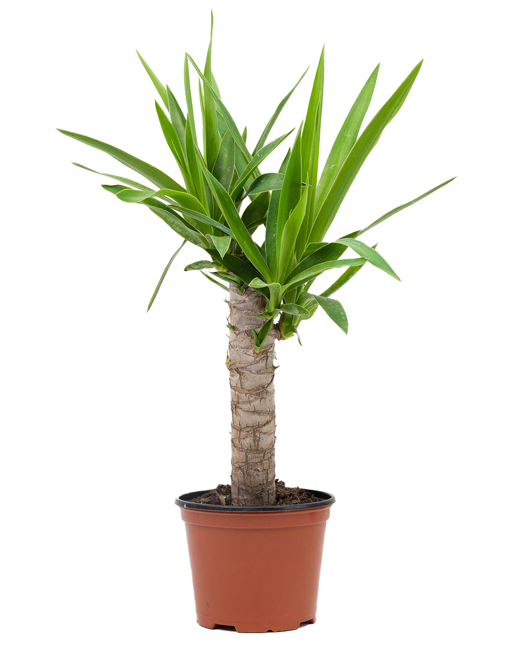 The Yucca Cane 6 Inch - Potted features a thick, textured trunk and pointed green leaves, beautifully displayed against a plain white background.