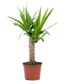 The Yucca Cane 6 Inch - Potted features a thick, textured trunk and pointed green leaves, beautifully displayed against a plain white background.