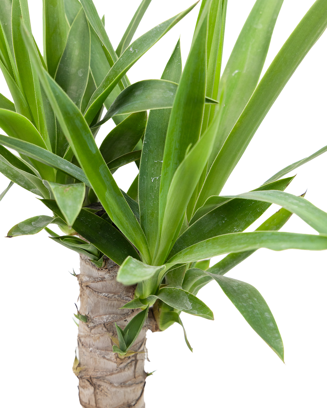 Close-up of the Yucca Cane 6 Inch - Potted, featuring thick, pointed green leaves sprouting from a textured, woody stem against a white background.