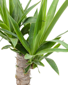 Close-up of the Yucca Cane 6 Inch - Potted, featuring thick, pointed green leaves sprouting from a textured, woody stem against a white background.