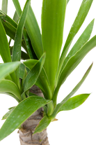 Close-up of the pointed green leaves and thick stem of a Yucca Cane 6 Inch - Potted, set against a white background.